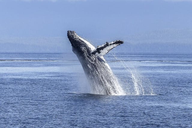 Private Whale Watching Tour with a Captain - Photo 1 of 3